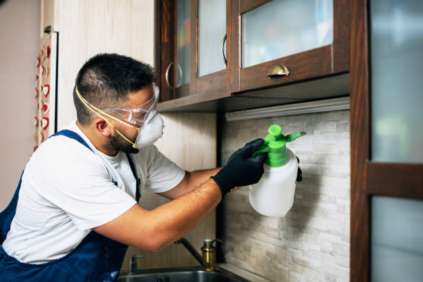 Best Flea Control Services  in New Port Richey East, FL