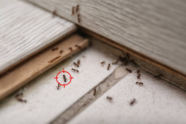 Best Pest Prevention Services  in New Port Richey East, FL
