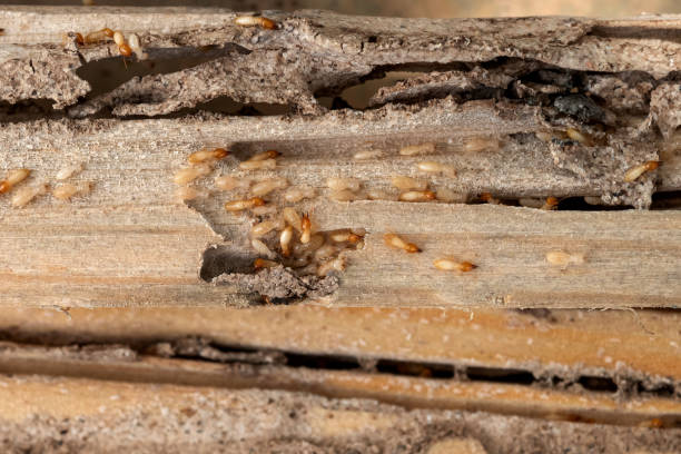Best Pest Inspection Near Me  in New Port Richey East, FL