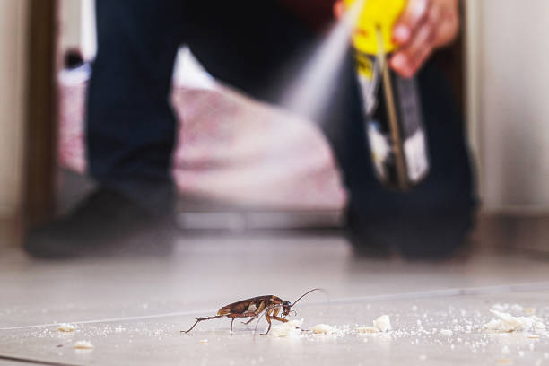 Best Pest Control Near Me in New Port Richey East, FL